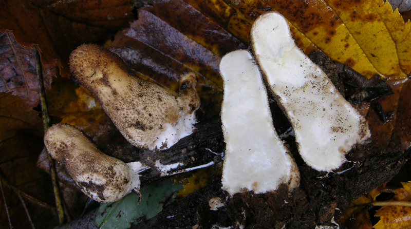 Scavando nell''archivio....